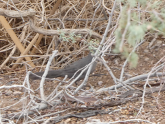 Toxostoma crissale