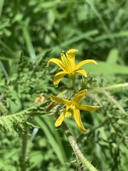 Solanum lumholtzianum