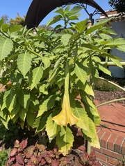 Brugmansia