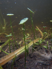 Hydrocotyle umbellata
