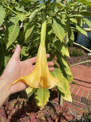 Brugmansia