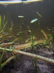 Hydrocotyle umbellata