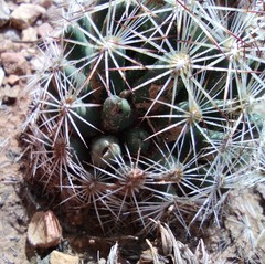 Escobaria vivipara arizonica