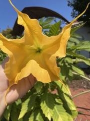 Brugmansia