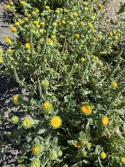 Grindelia inornata