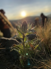Eryngium proteiflorum