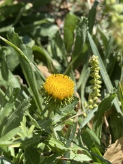 Grindelia inornata