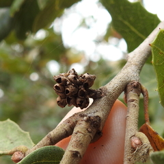Callirhytis serricornis