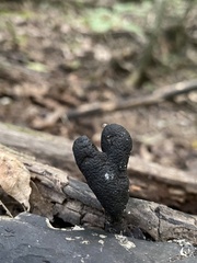 Xylaria longipes