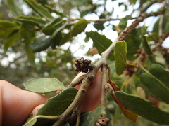 Callirhytis serricornis