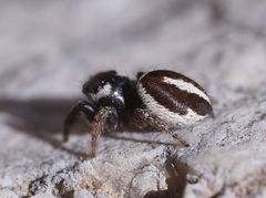 Pellenes geniculatus