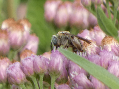 Apinae