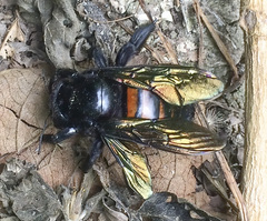 Xylocopa frontalis