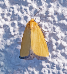 Eulithosia composita