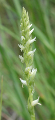 Spiranthes × stellata