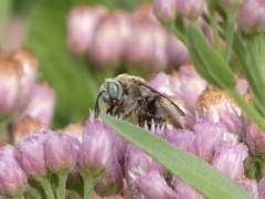 Apinae