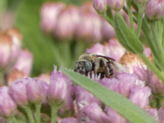 Apinae