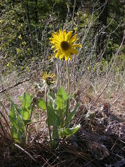Balsamorhiza