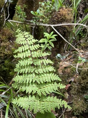 Dryopteris glabra