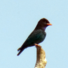 Eurystomus orientalis