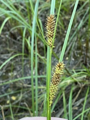Carex utriculata