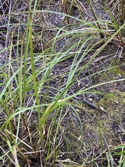 Carex utriculata