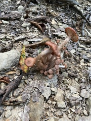 Desarmillaria caespitosa