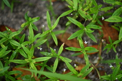 Oldenlandia corymbosa