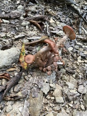 Desarmillaria caespitosa