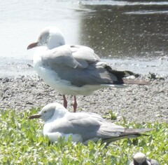 Chroicocephalus cirrocephalus