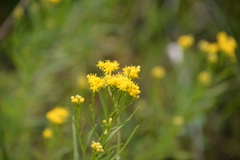 Euthamia occidentalis