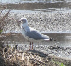 Chroicocephalus cirrocephalus