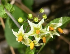 Solanum bulbocastanum