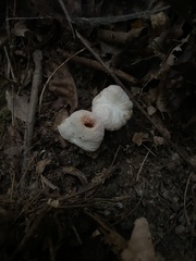 Entoloma abortivum
