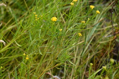Euthamia occidentalis