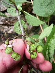 Solanum bulbocastanum
