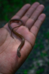 Coniophanes imperialis