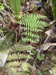 Dryopteris glabra