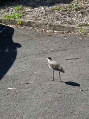 Vanellus miles novaehollandiae