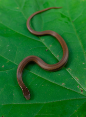 Coniophanes imperialis