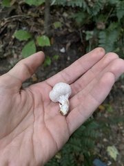 Entoloma abortivum