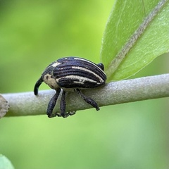 Sternuchopsis fabricii