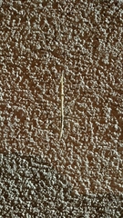 Bistanta mexicana