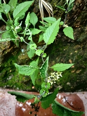 Solanum bulbocastanum