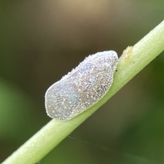 Flatidae