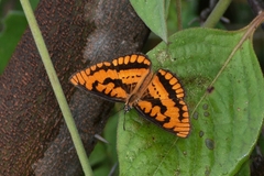 Byblia ilithyia