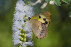 Colotis phisadia