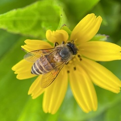 Apis cerana indica