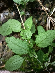 Solanum bulbocastanum