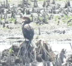 Microcarbo africanus